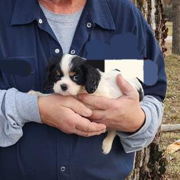 AKC SUNDANCE - Tri-color male Cavalier King Charles Spaniel puppy in Joplin, Missouri, Missouri from HOL-A-DA CAVALIERS