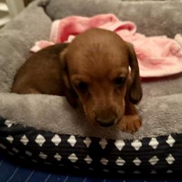 Girl 2 - Sable female Dachshund puppy in Sunman, Indiana from Whitney’s Weiners