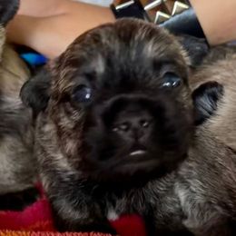 Moe - Black brindle male Cairn Terrier puppy in Hollywood, Maryland from Quiet Waters