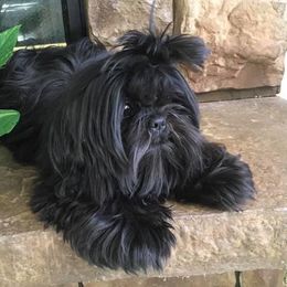 Sasha - Shih Tzu