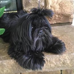 Sasha - Shih Tzu