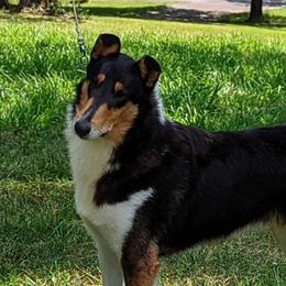 Anthem - Collie