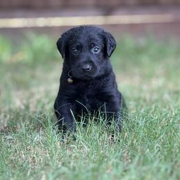 Brown Collar - Black male Labrador Retriever puppy in Quinlan, Texas from Wright Way Retrievers
