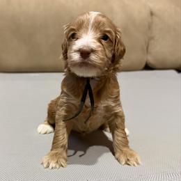 Black Boy - Caramel cream male Australian Labradoodle puppy in West Union, South Carolina from Golden Corner Labradoodles, LLC