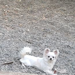 Chihuahua Puppies from Elegant Exotic Chihuahua's