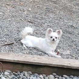 Chihuahua Puppies from Elegant Exotic Chihuahua's