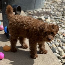 German Shepherd and Goldendoodle Puppies from Kraften K9