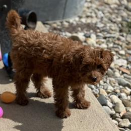 German Shepherd and Goldendoodle Puppies from Kraften K9