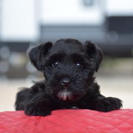 Jetta - Black female Miniature Schnauzer puppy in Sumner, Texas from 3M Kennels, LLC