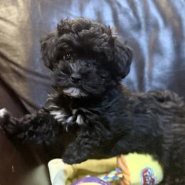 Havapoo puppies from 3 Bs Havanese-PUPPIES with  PURPOSE