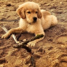 Golden Retriever Puppies from Glacier Goldens