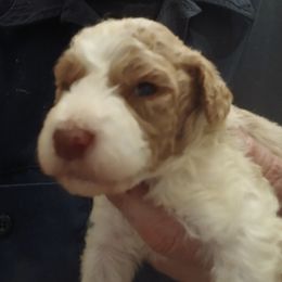Yelena - Tri-color female Labradoodle puppy in Henderson, Nevada from Hills labradoodles
