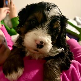 Periwinkle collar boy - Tri-color male Bernedoodle puppy in Lake, Michigan from 3 King Doodles & Poodles