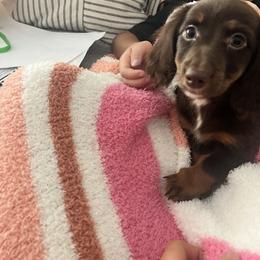 Dachshund and French Bulldog Puppies from Trust Fund Devil Kennel