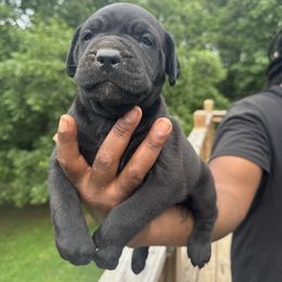 Cane Corso Puppies from Gentle giant kennels