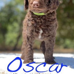 Goldendoodle Puppies from O’Doodle Clan Goldendoodles