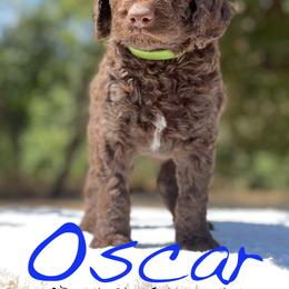 Goldendoodle Puppies from O’Doodle Clan Goldendoodles