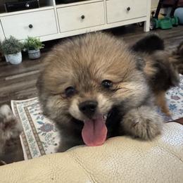 Pomsky puppies from Pine & Sea Poms and Pomskies