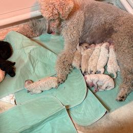 Princess2 - White female Poodle puppy in Ormond Beach, Florida from Shooting Star Standard Poodles