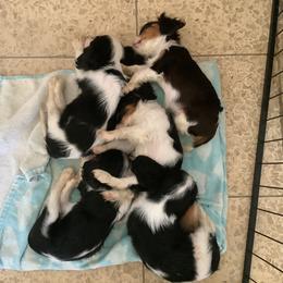 Cavalier King Charles Spaniel Puppies from Cocoa Cavaliers