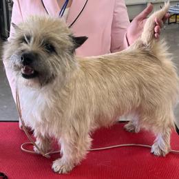 Star - Cairn Terrier