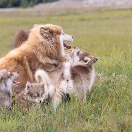 Pomsky Puppies from Foxfire Arctic Spitz