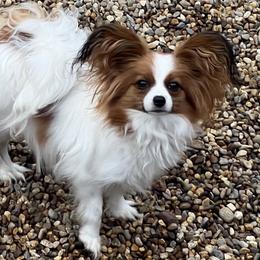 Ruby - Papillon