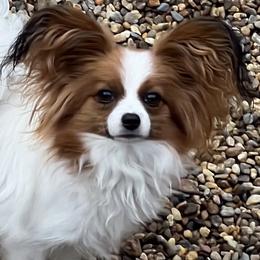 Ruby - Papillon