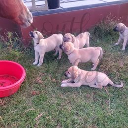 Anatolian Shepherd Dogs from Scott Family Farm