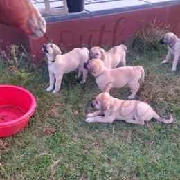 Anatolian Shepherd Dogs from Scott Family Farm