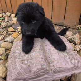 Male 1 - Black male German Shepherd puppy in Leon, West Virginia from Heart2Heart Kennels