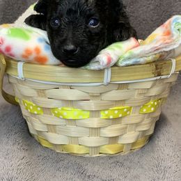 Boy 2 - Black male Mudi puppy in Raeford, North Carolina from Wodan Kennels