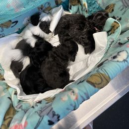 Shorkie Puppies from Shorkies R Us Breeding