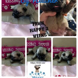 Pug Puppies from Mpabt by Heather Free