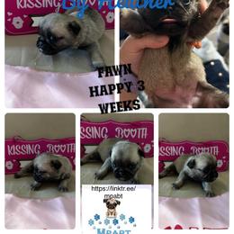 Pug Puppies from Mpabt by Heather Free
