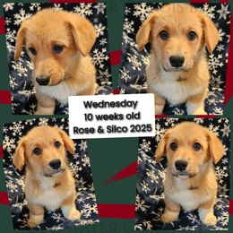 Wednesday - Red female Pembroke Welsh Corgi puppy in Kiowa, Colorado from Cool Water Corgis LLC