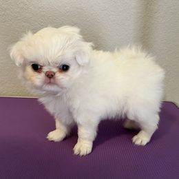 Pumpkin - Lemon and white female Japanese Chin puppy in Austin, Texas from Shiisaa Chins