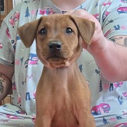 Brody- Red M - Red male German Pinscher puppy in Chatham, Virginia from Wild Mountain Haven K9