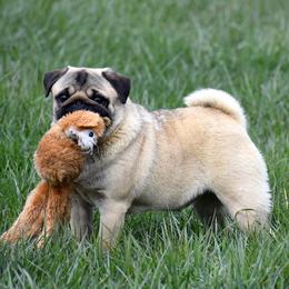 Pugs from Rogue Pugs