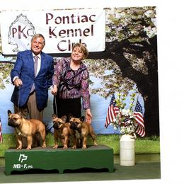 French Bulldog All Grown Up from Suirac French Bulldogs