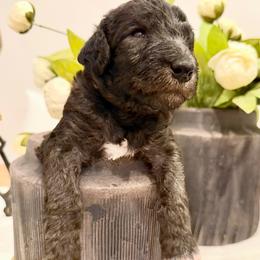 Boy 1 - Blue male Bedlington Terrier puppy in Cypress, Texas from Little Starz Bedlington