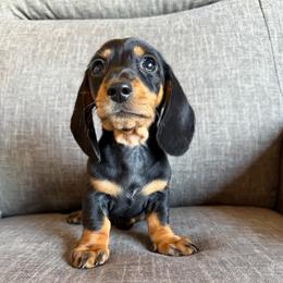 Abel - Black and tan male Dachshund puppy in Tonopah, Arizona from Brandie's Dachshunds