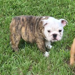 GRACIE - Red brindle and white female Bulldog puppy in Summit, Mississippi from Impressive Bulldogs and French Bulldogs