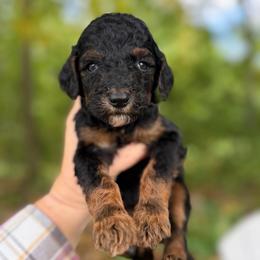 Milky Way - Phantom female Poodle puppy in St. Johnsbury, Vermont from Poodles of the Northern Woods