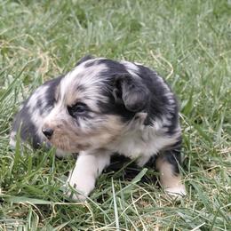 Blue Merle Male - Blue merle male Australian Shepherd puppy in Cedar City, Utah from 10-BAR-Y RANCH