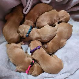 Boy 2 - Yellow male Labrador Retriever puppy in Grand Rivers, Kentucky from Big Water Dreams Retrievers