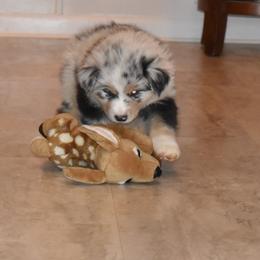 Australian Shepherd Puppies from Platinum Edition