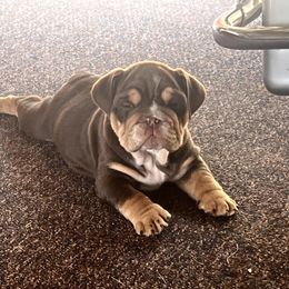 Chevy - Chocolate tri-color male Bulldog puppy in Wellsville, New York from Little Bit of Heaven Kennel