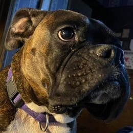 Boxers from Allison's Boxers