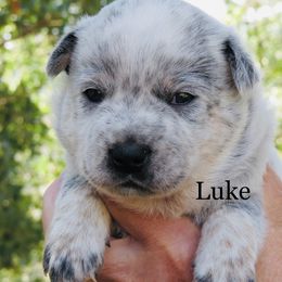 Luke - Blue speckled male Australian Cattle Dog puppy in Redding, California from Lone Pine Kennel and Rush Creek Aussies
